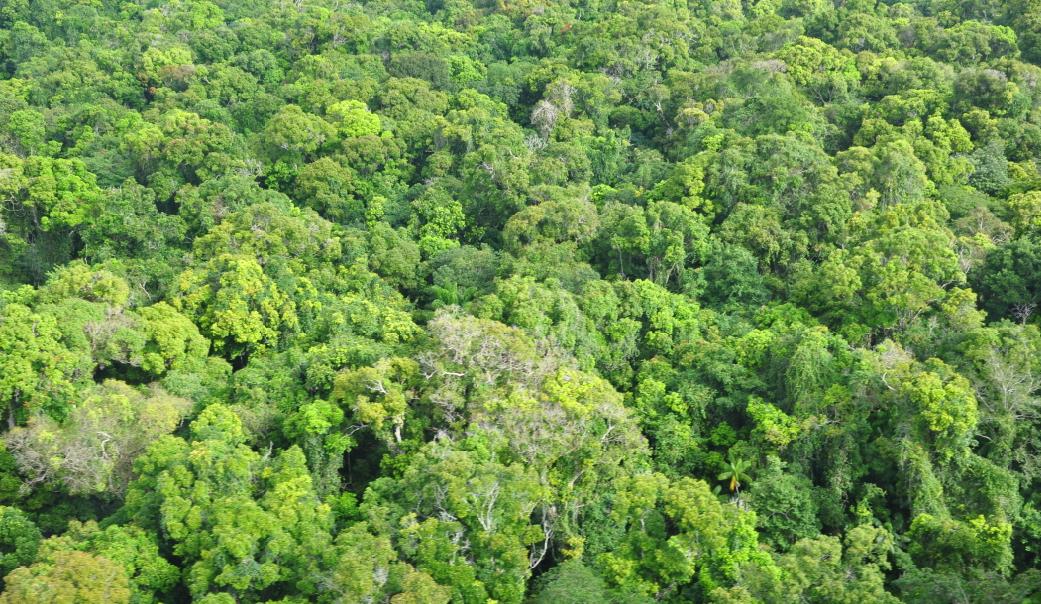 canopy canopy